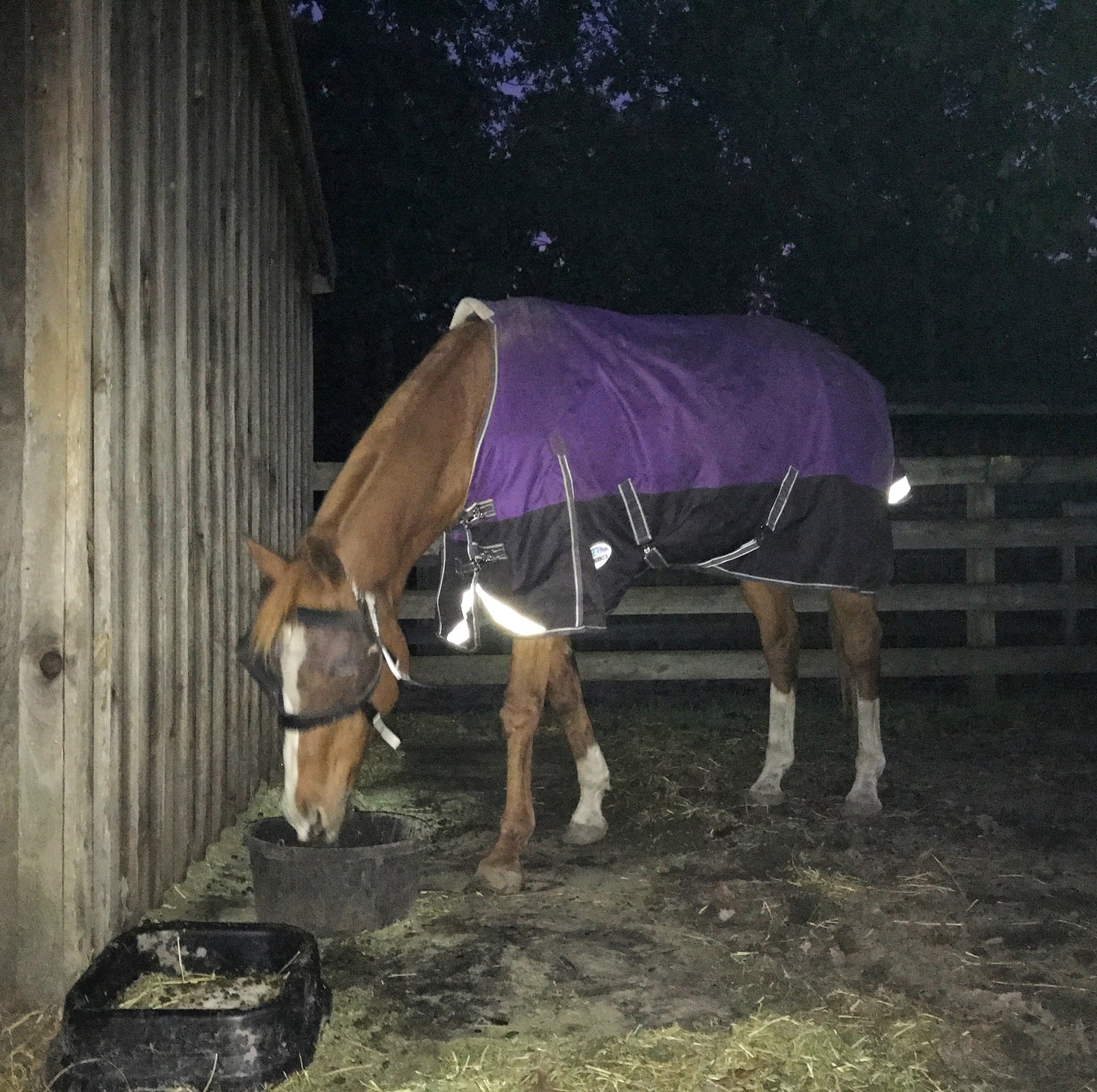 Protective Pet Solutions - Recovery Vizor for Horses