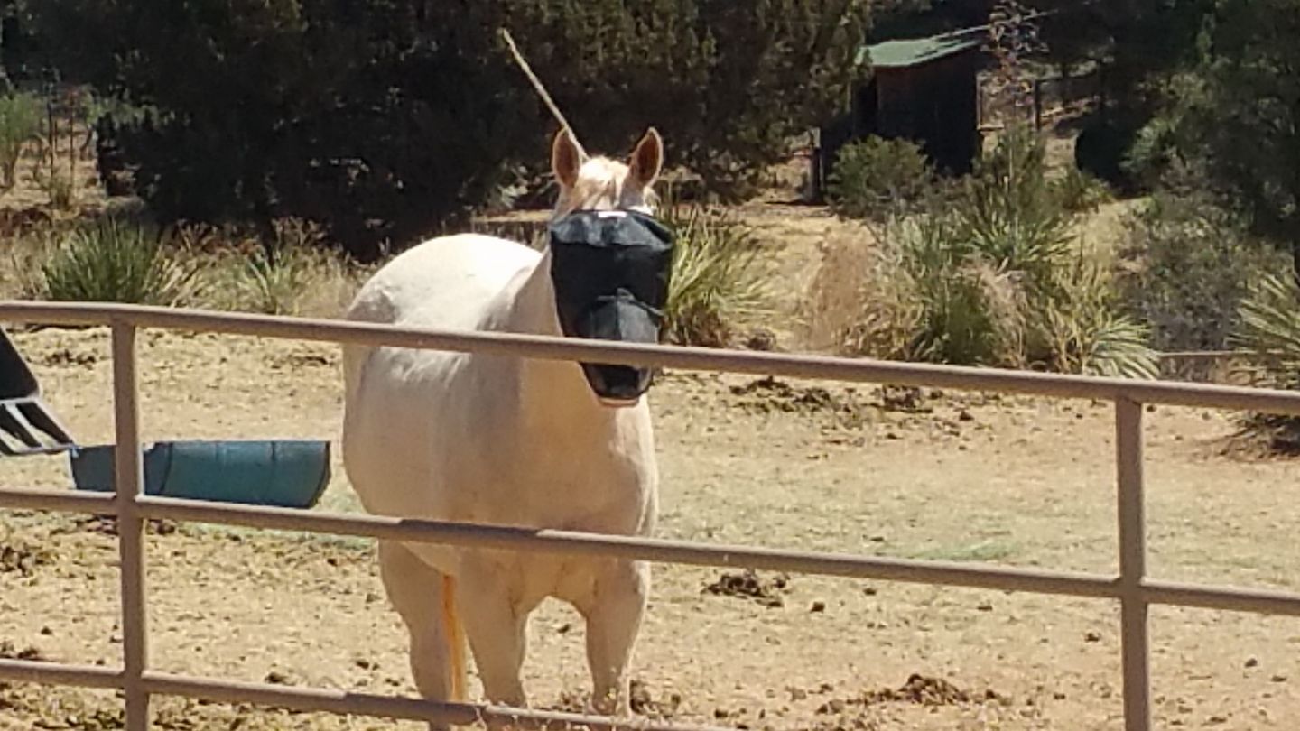 EquiVizor Fly Mask with Nose Protection - Protective Pet Solutions