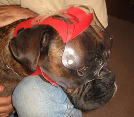 Large Short Snout Clear UV Tint OptiVizor