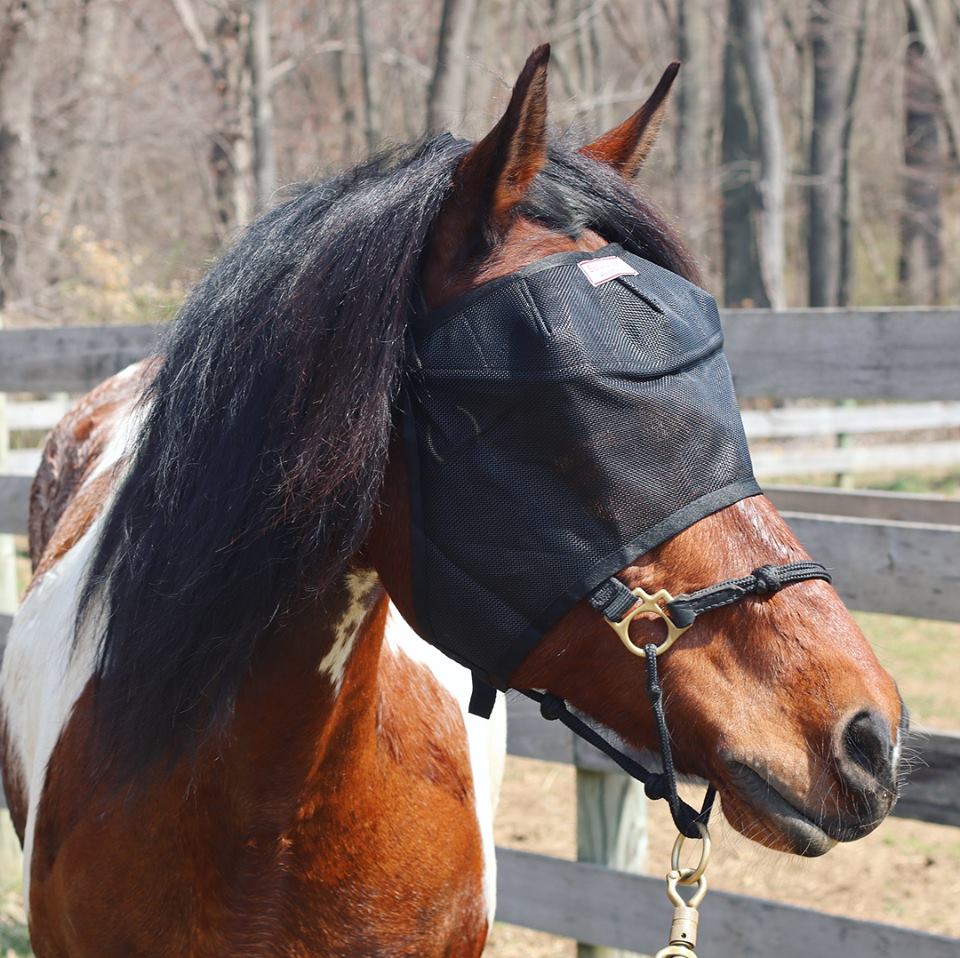 Riding with EquiVizor Fly Mask - Protective Pet Solutions