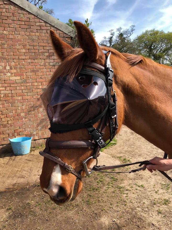 Riding in Recovery Vizor for Horses