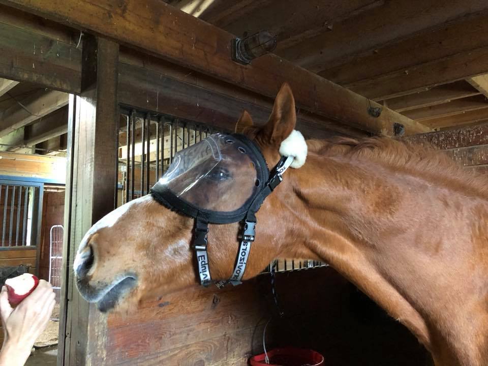 Recovery Vizor Clear 92% UV Eye Protection for Horses