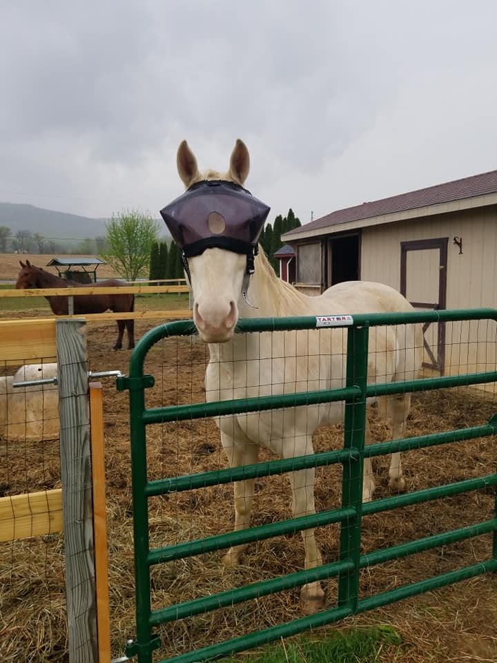 Recovery Vizor - Dark UV Tint for Horses