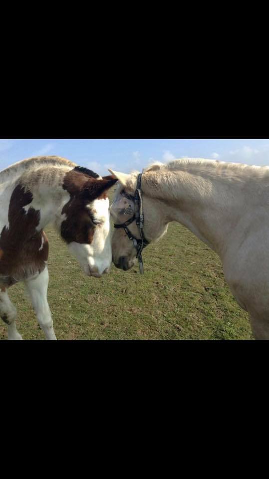 Recovery Vizor for Horses