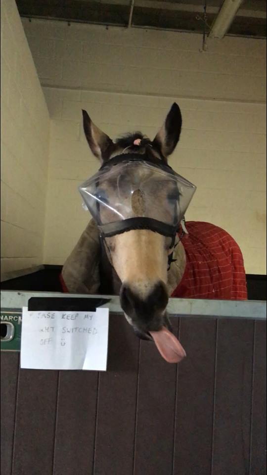 Recovery Vizor - Medical UV Eye Protection for Horses