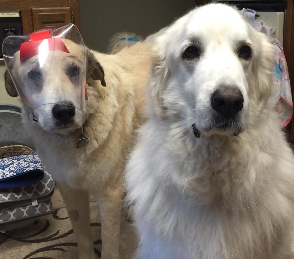 Large Clear UV Tint OptiVizor