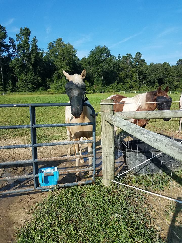EquiVizor Fly Mask with Nose Protection - Protective Pet Solutions