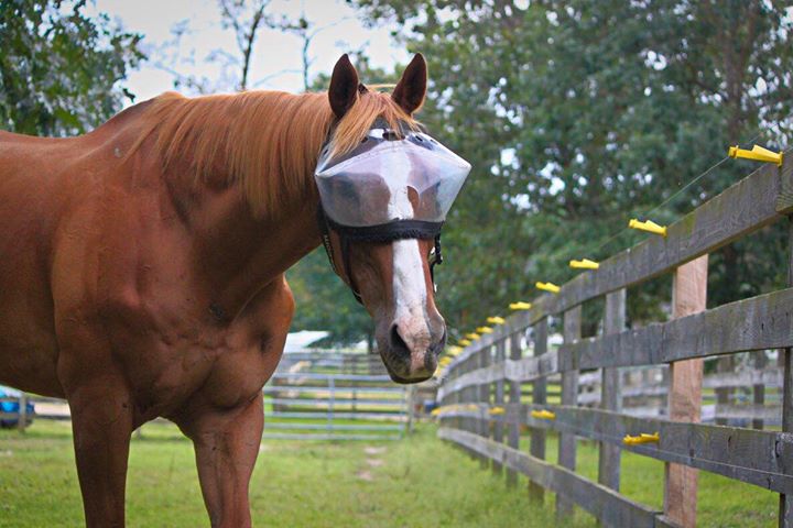 Recovery Vizor for Horses - Medical UV Eye Protection