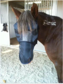 EquiVizor Fly Mask - Protective Pet Solutions