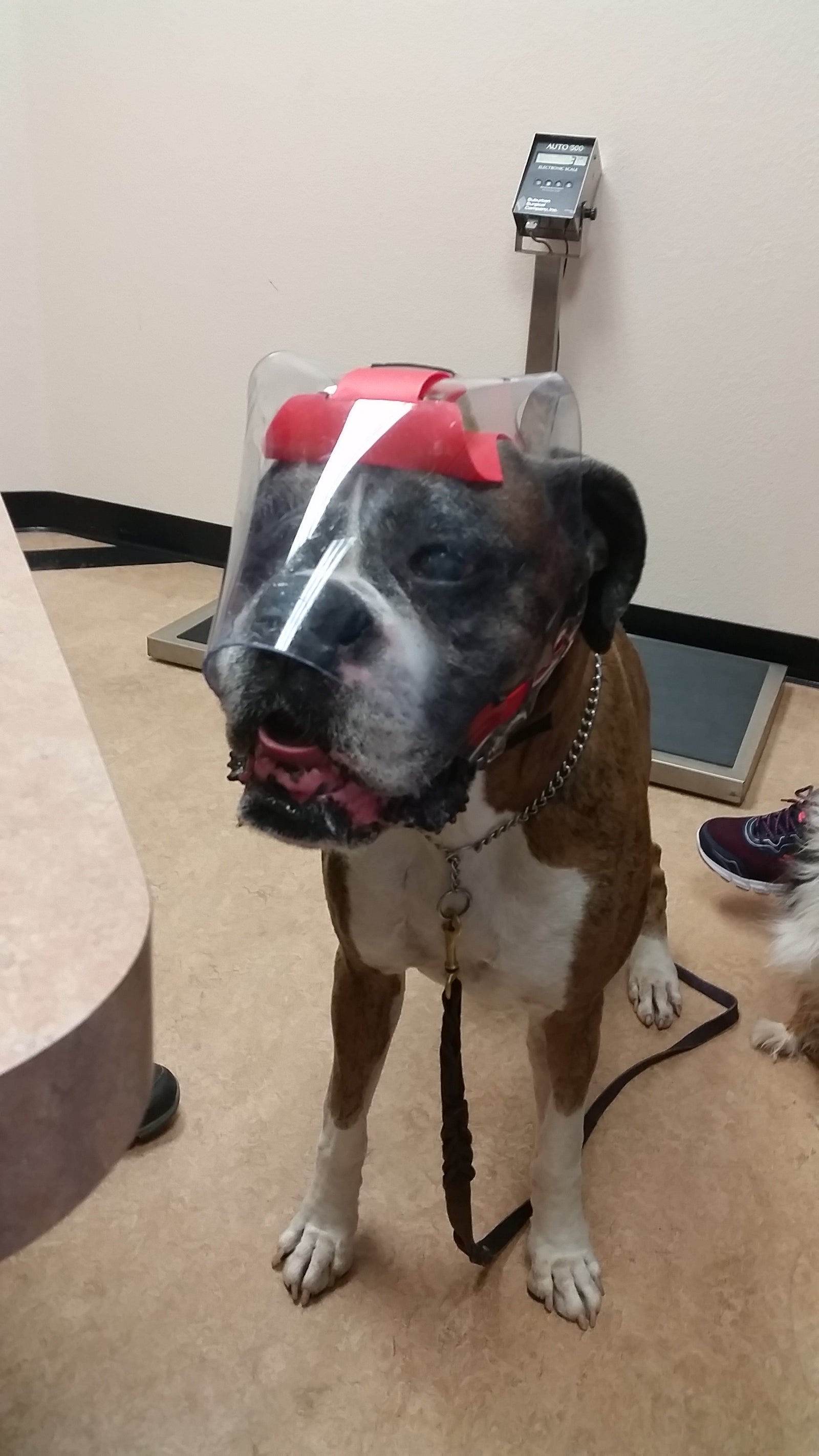 Large OptiVizor - Protective Pet Solutions