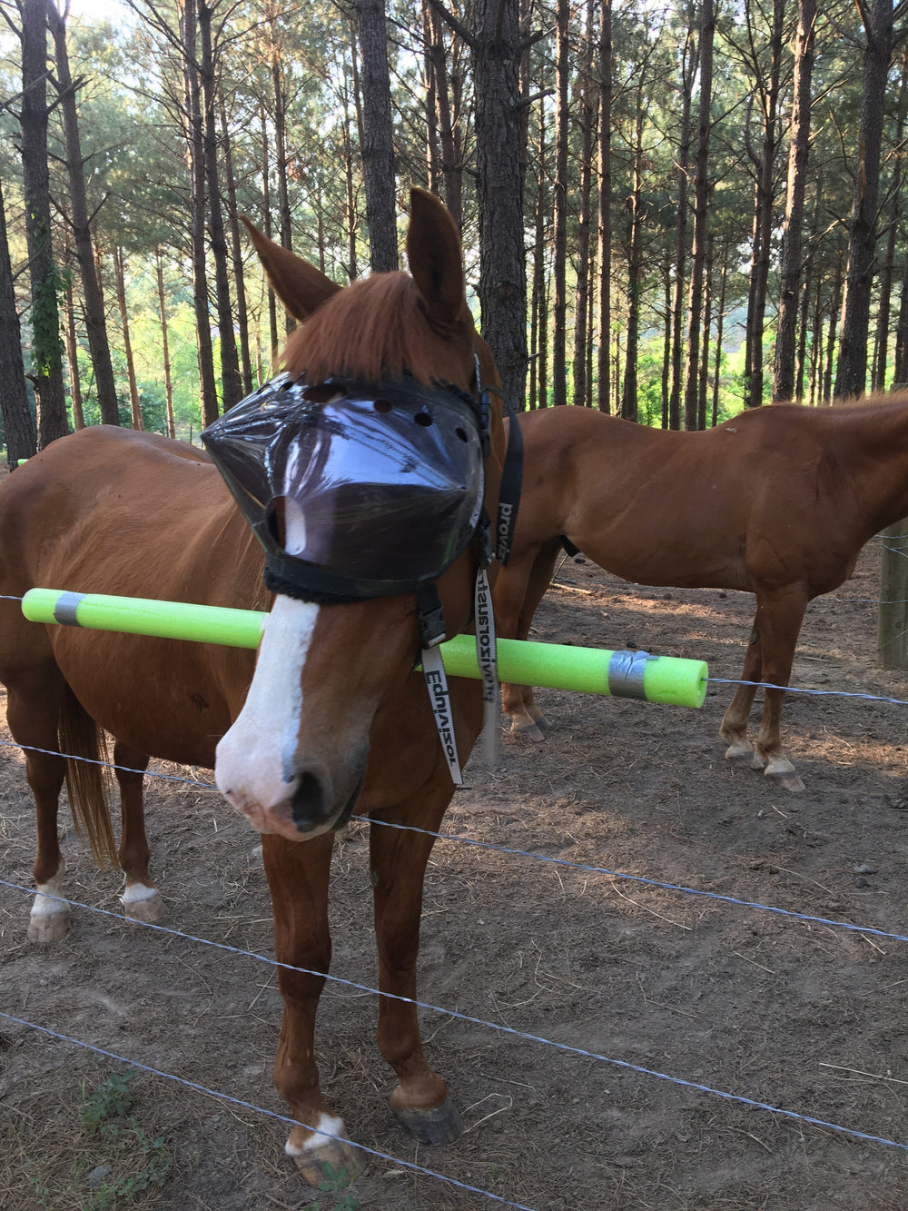 Recovery Vizor - Medical UV Eye Protection for Horses