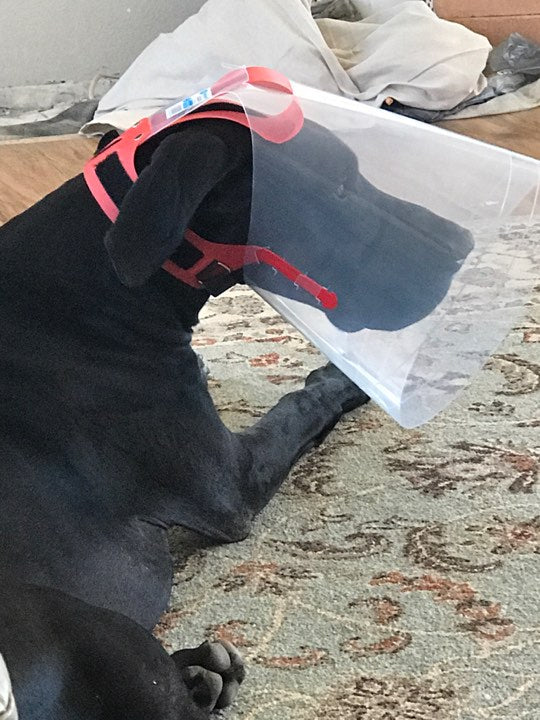 great dane wearing NovaGuard Recovery Collar - superior alternative to e-collar