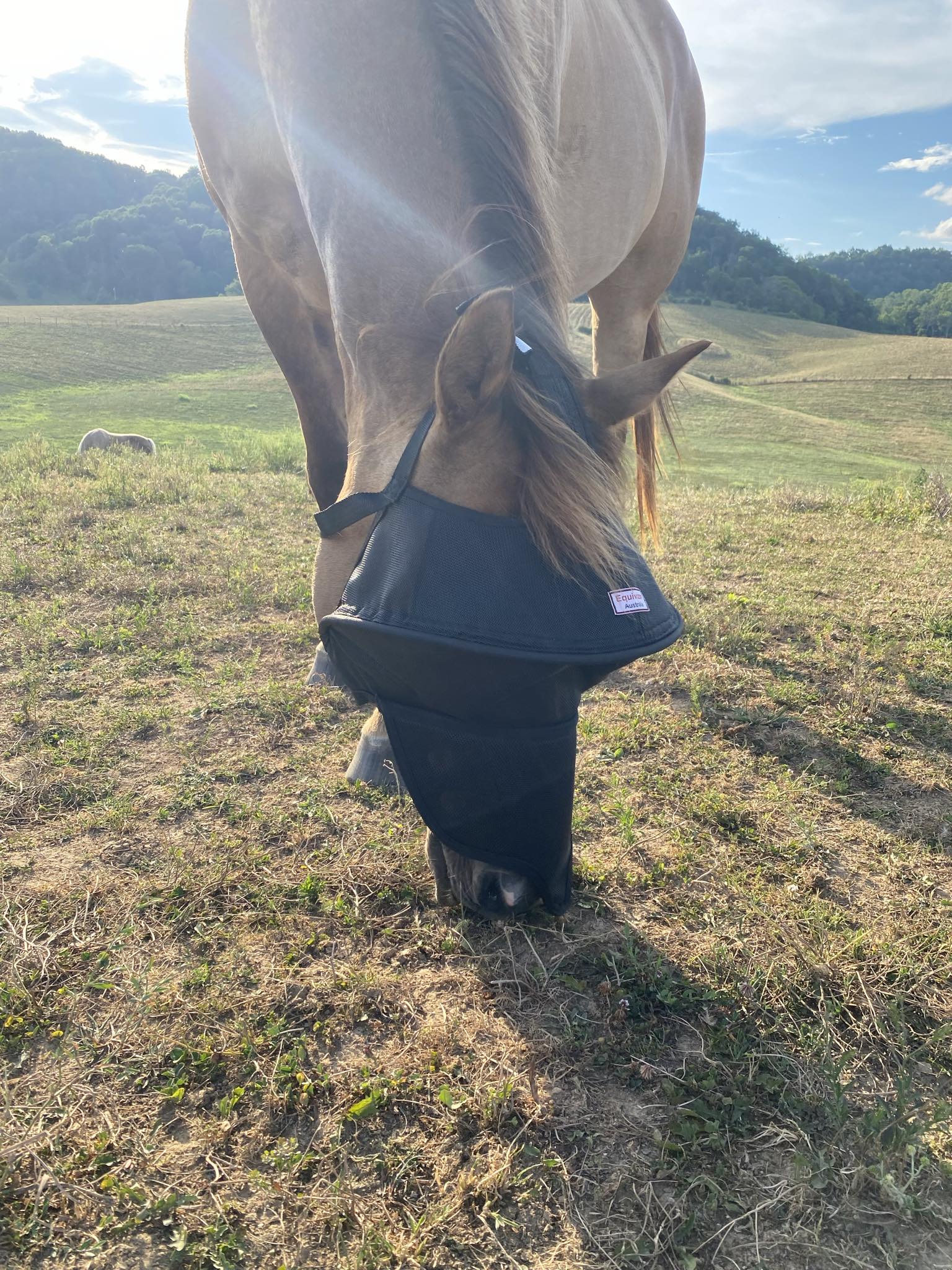 Solar Vizor Fly Mask - With Nose Protection - NEW STYLE