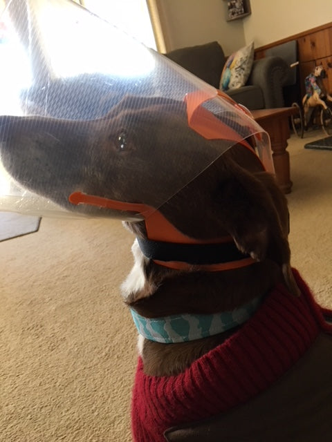 Small NovaGuard Recovery Collar