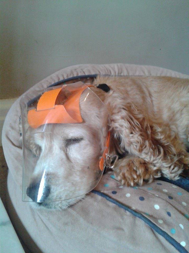 dog comfortably sleeping in her OptiVizor eye protection