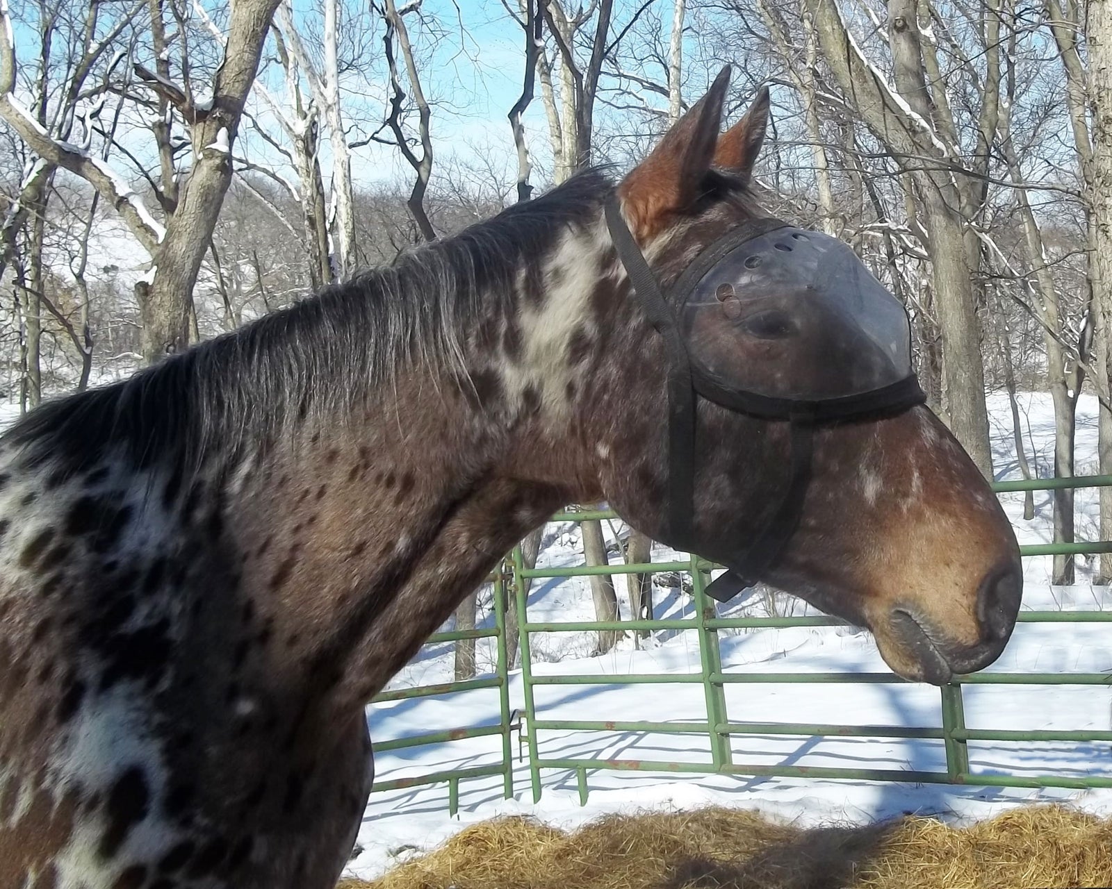 Recovery Vizor - Medical UV Eye Protection for Horses