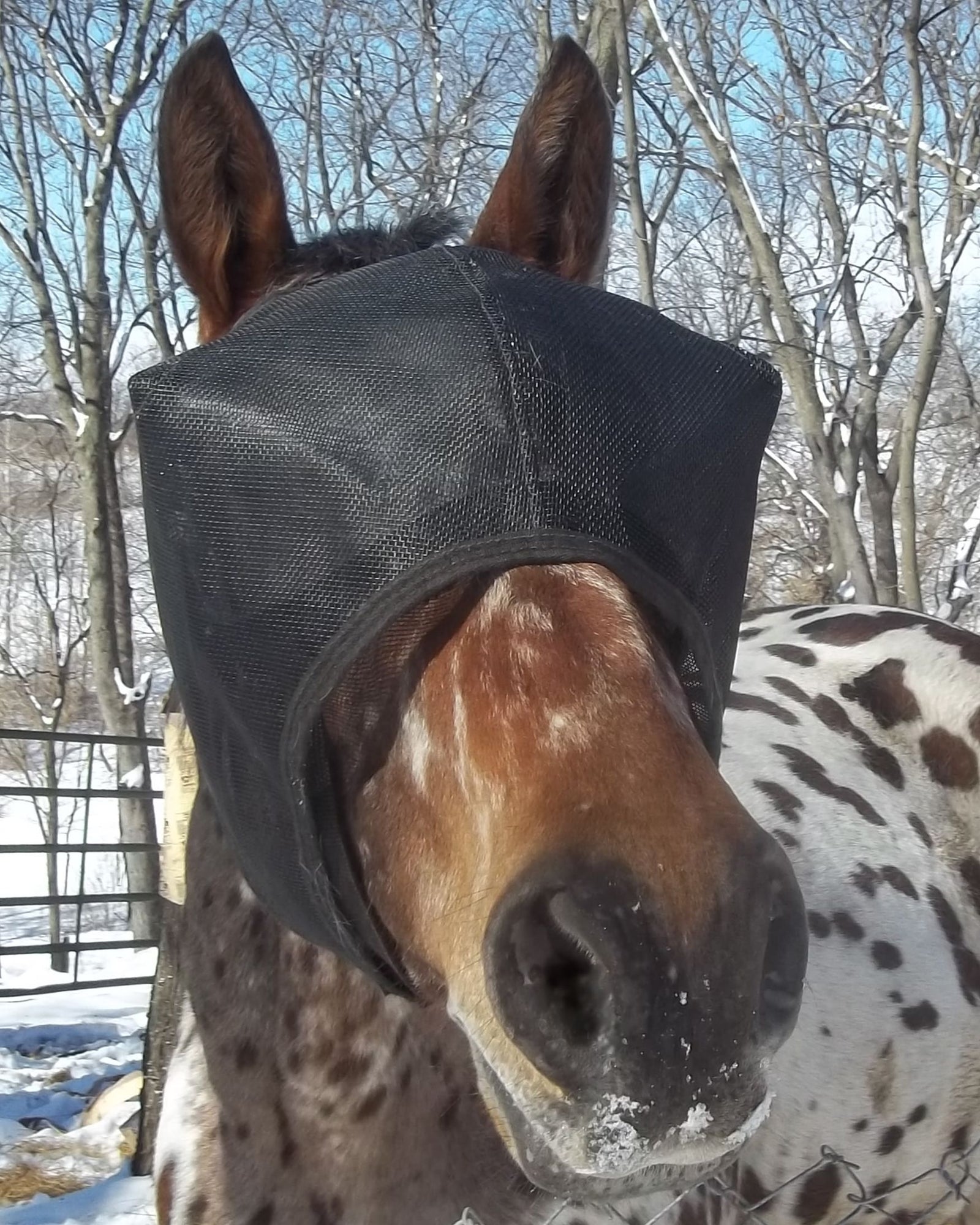 Recovery Vizor with Fly Mask Jacket for Horses