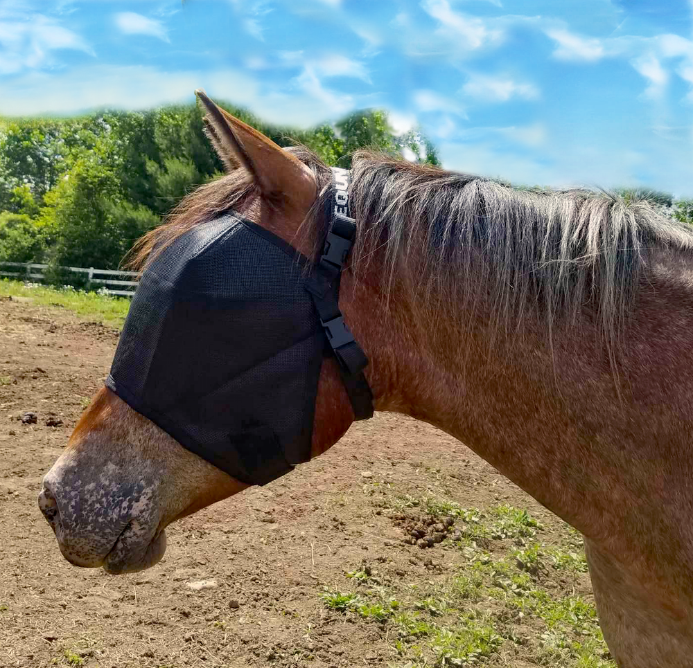 Comet in his EquiVizor Fly Mask - Protective Pet Solutions