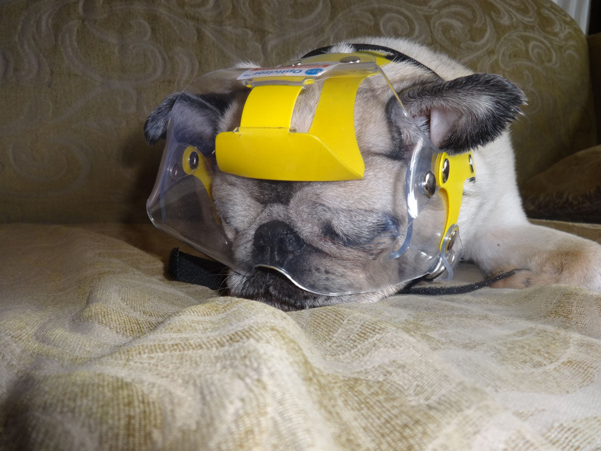 Toy Short Snout OptiVizor on Pug