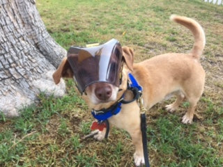 OptiVizor - Medical Dark UV Tint Eye protection for dogs
