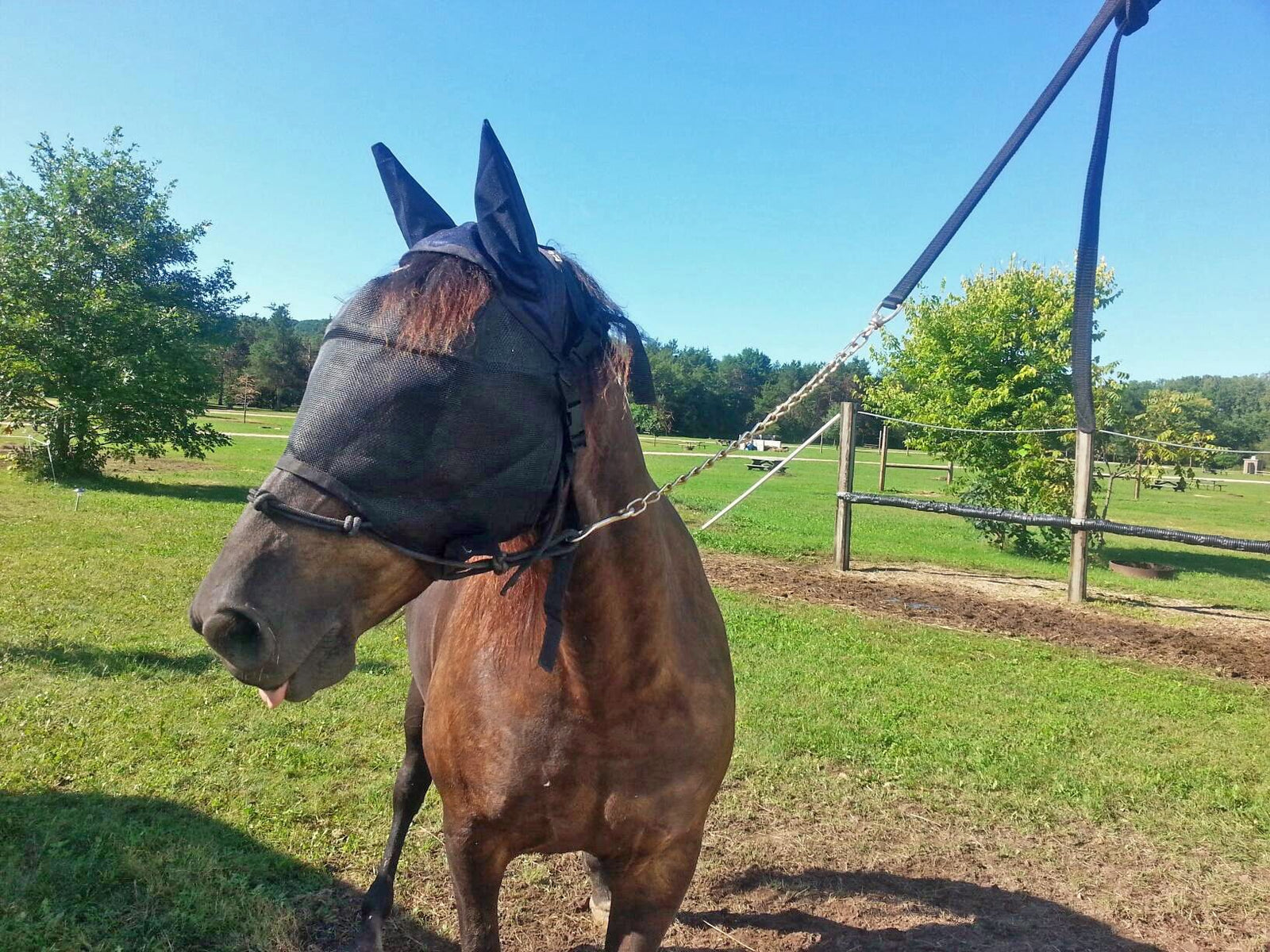 EquiVizor Fly Mask with Ear Protection - Protective Pet Solutions