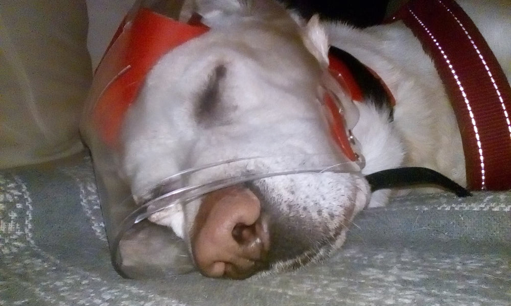 Dog sleeping in OptiVizor - UV eye and face protection
