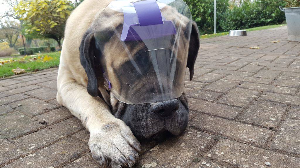 XL OptiVizor - Medical UV eye protection for bull mastiffs 