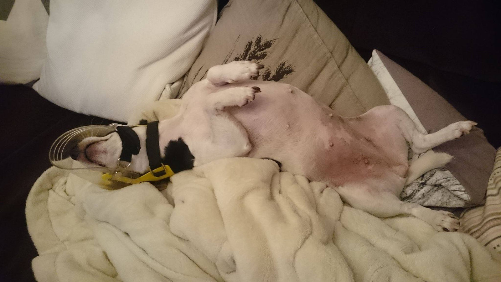 Dog comfortably sleeping in his OptiVizor eye protection