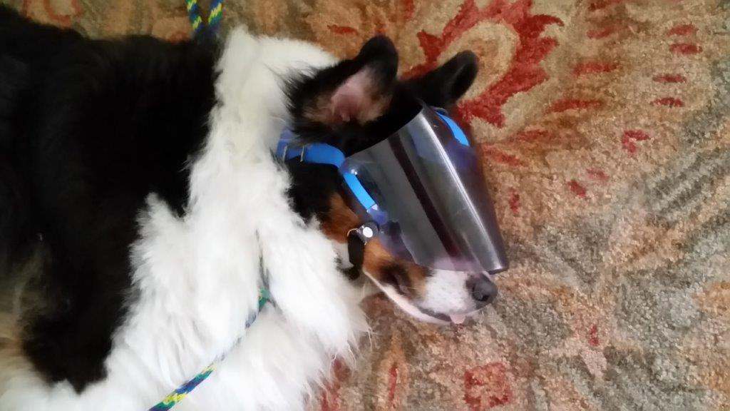 Dog Sleeping in dark uv tint optivizor 