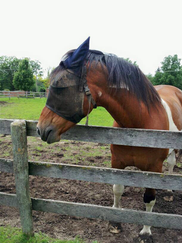 EquiVizor Fly Mask with Ear Protection - Protective Pet Solutions