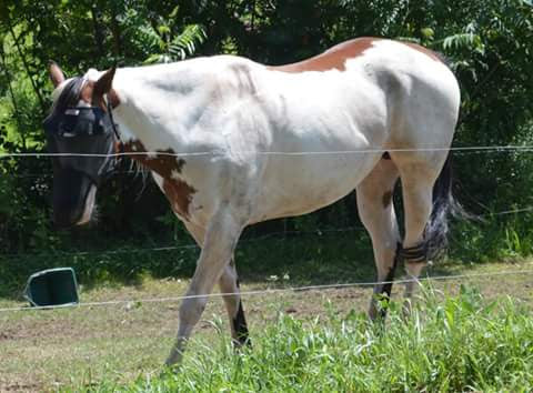 EquiVizor Fly Mask with Nose Protection - Protective Pet Solutions