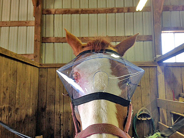 Farbie in Clear UV Recovery Vizor for Horses