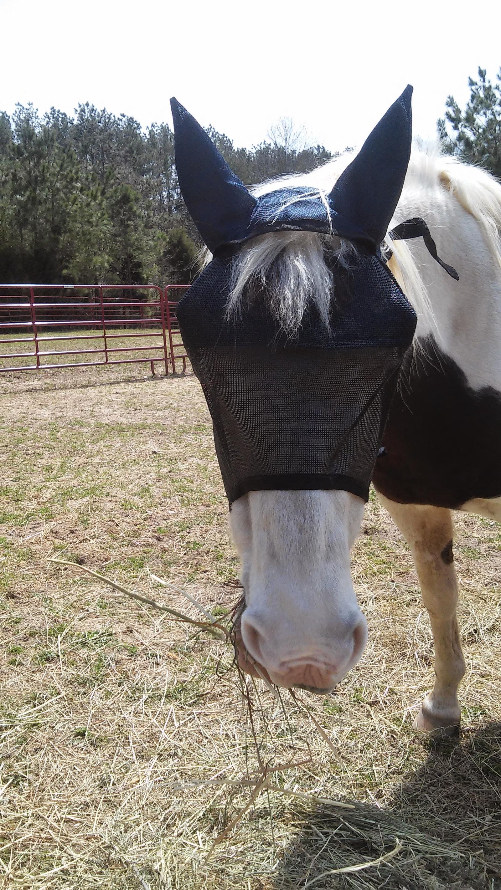 EquiVizor Fly Mask with Ear Protection - Protective Pet Solutions