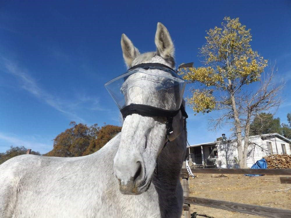 Clear 92% UV Tint Recovery Vizor - Medical Eye Protection for Horses