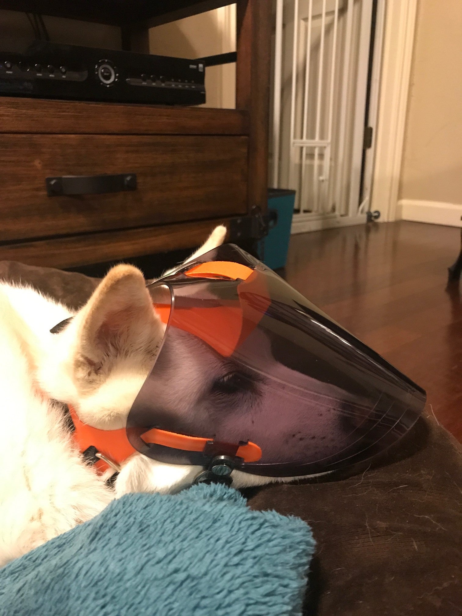 Small Dark UV Tint OptiVizor - Protective Pet Solutions