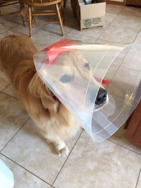Large NovaGuard Recovery Collar