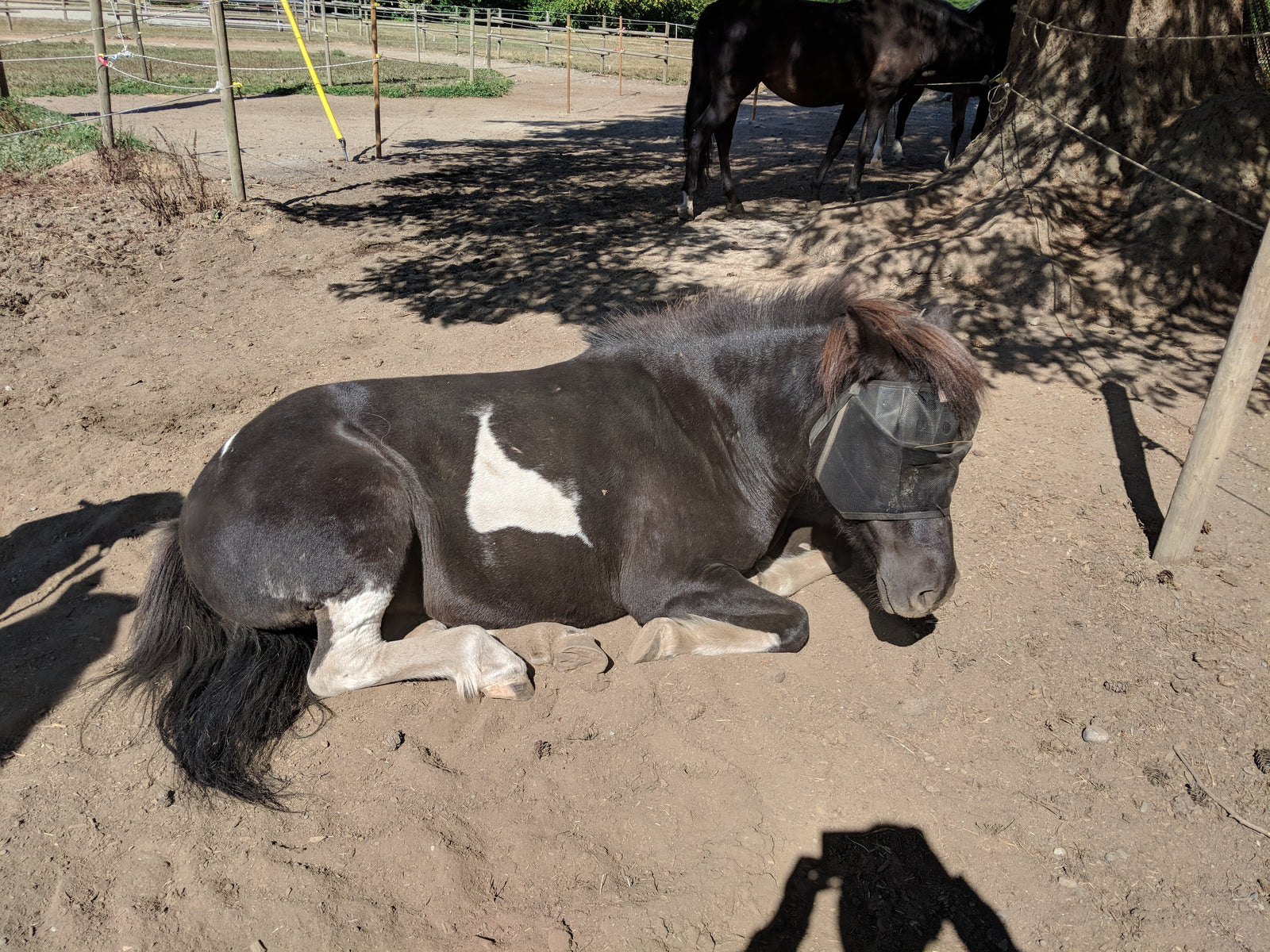 Horse lying down in EquiVizor Fly Mask - Protective Pet Solutions