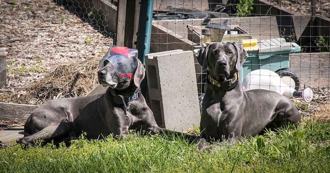 OptiVizor - Clear UV Tint - Size Large