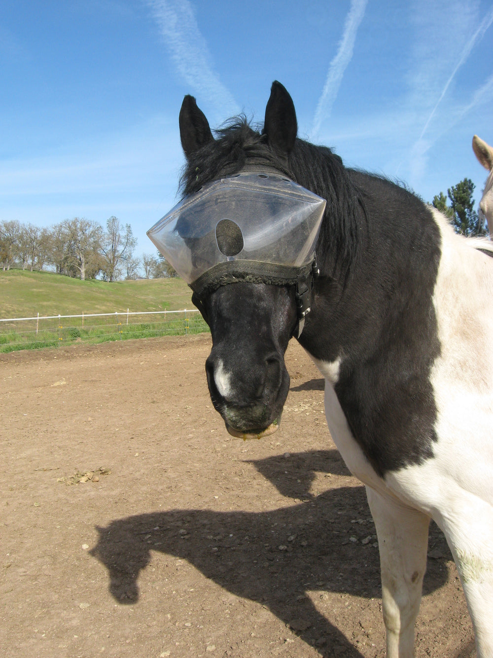 Recovery Vizor Medical UV Eye Protection for Horses