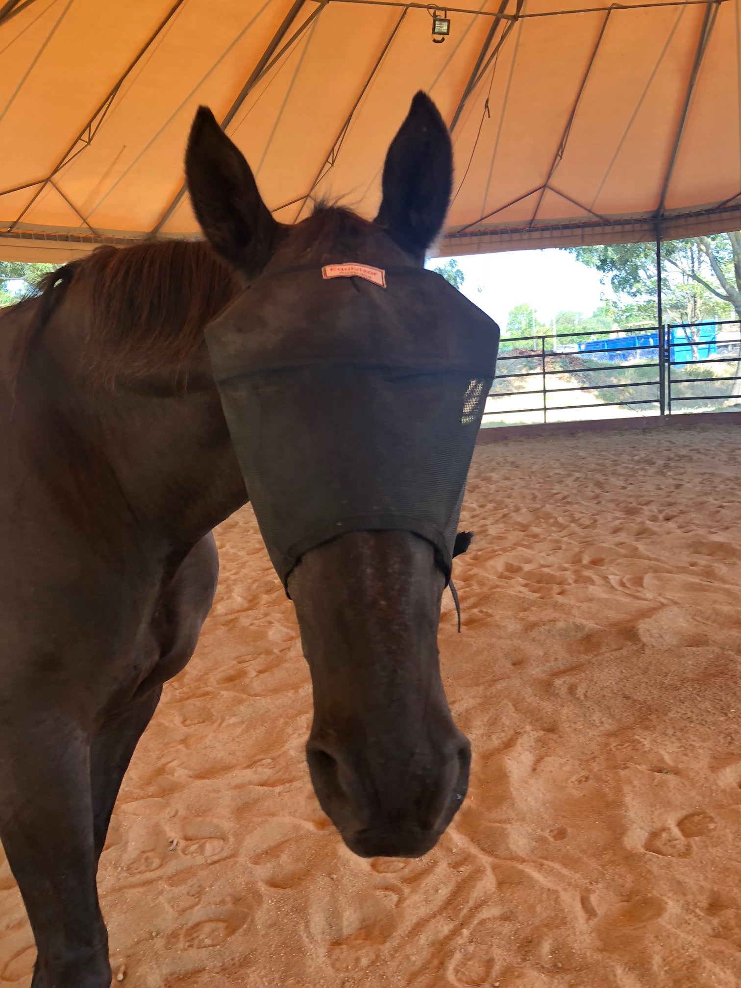 EquiVizor Fly Mask - Protective Pet Solutions