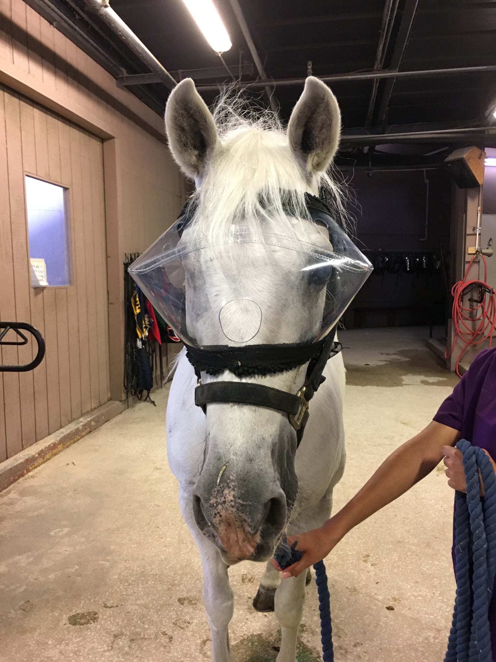 Recovery Vizor Clear 92% UV Medical Eye Protection for Horses