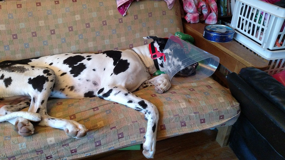 Large NovaGuard Recovery Collar on Great Dane