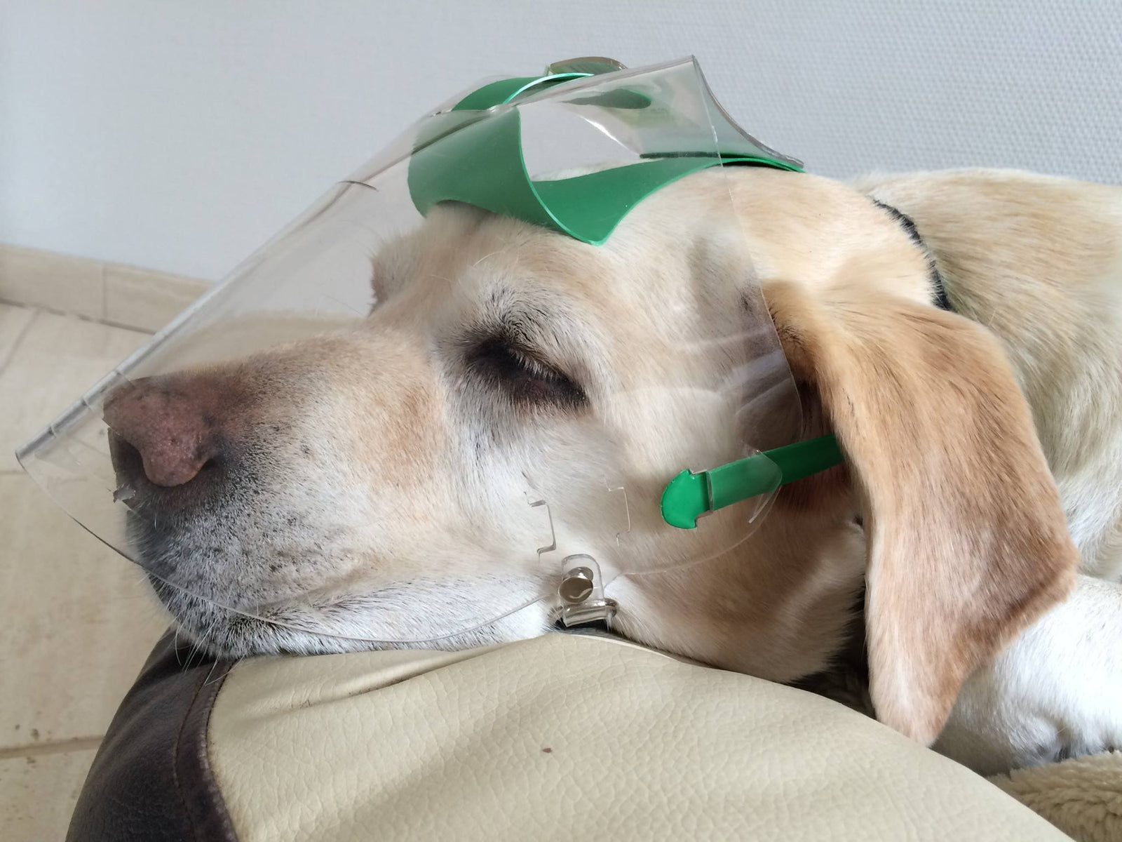 OptiVizor Medical and Preventative UV eye protection for Labradors 