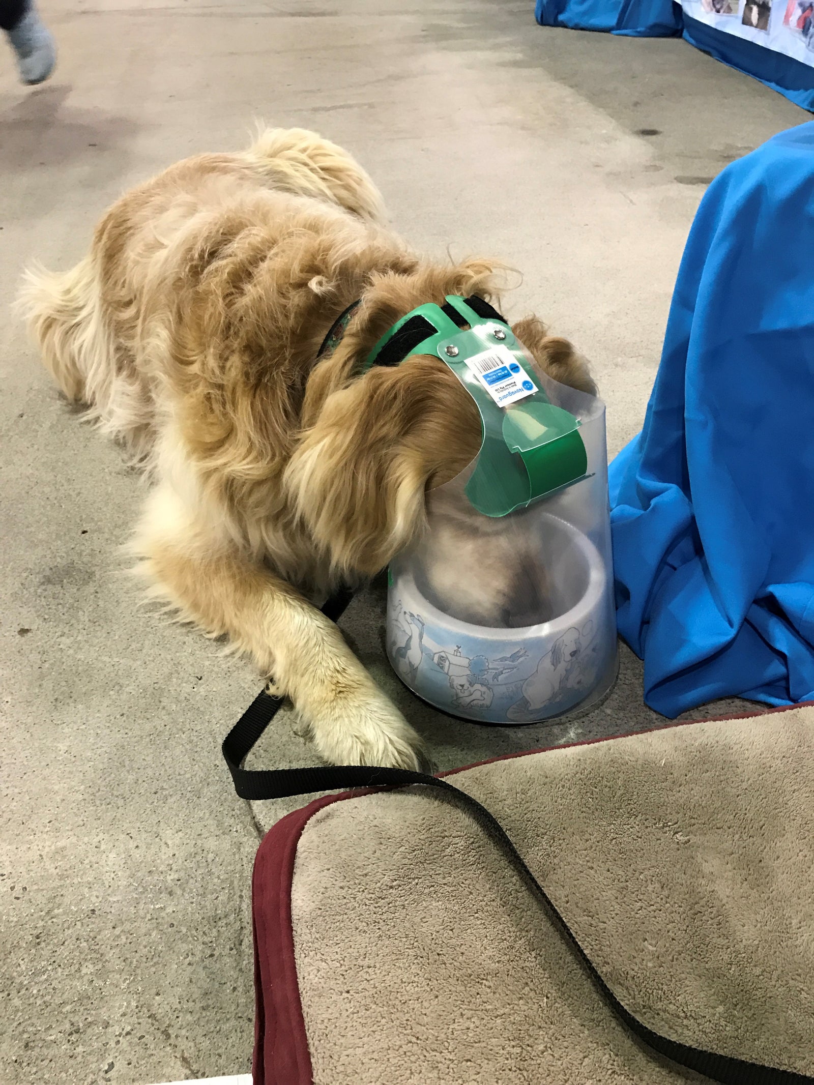 NovaGuard Recovery Collar - superior alternative to e-collar or buster collar - able to eat, drink, sleep or go out the doggy door