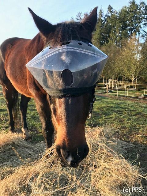 Recovery Vizor  - Medical UV Eye Protection for Horses - Protective Pet Solutions