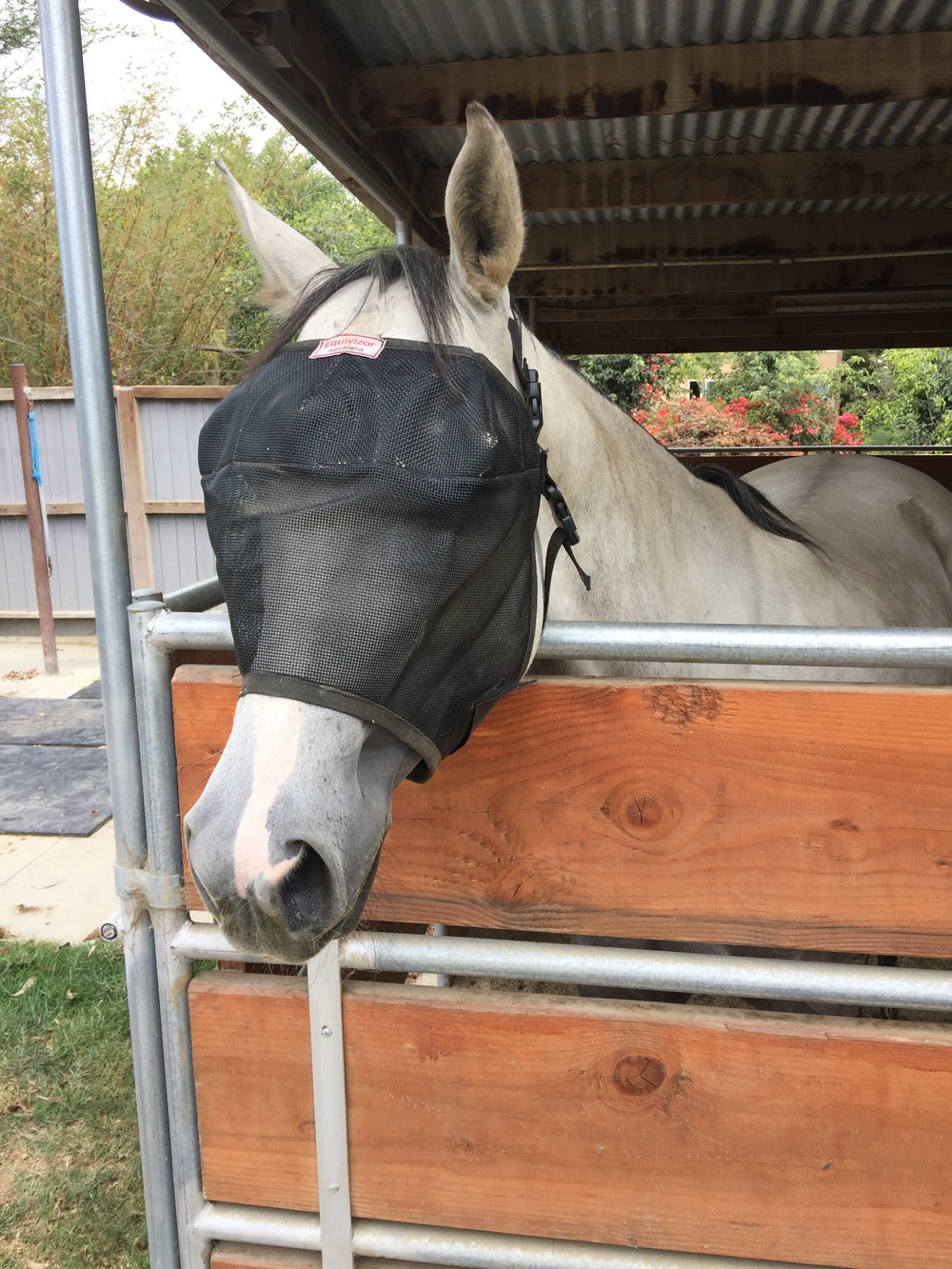 Horse UV protection in EquiVizor Fly Mask - Protective Pet Solutions