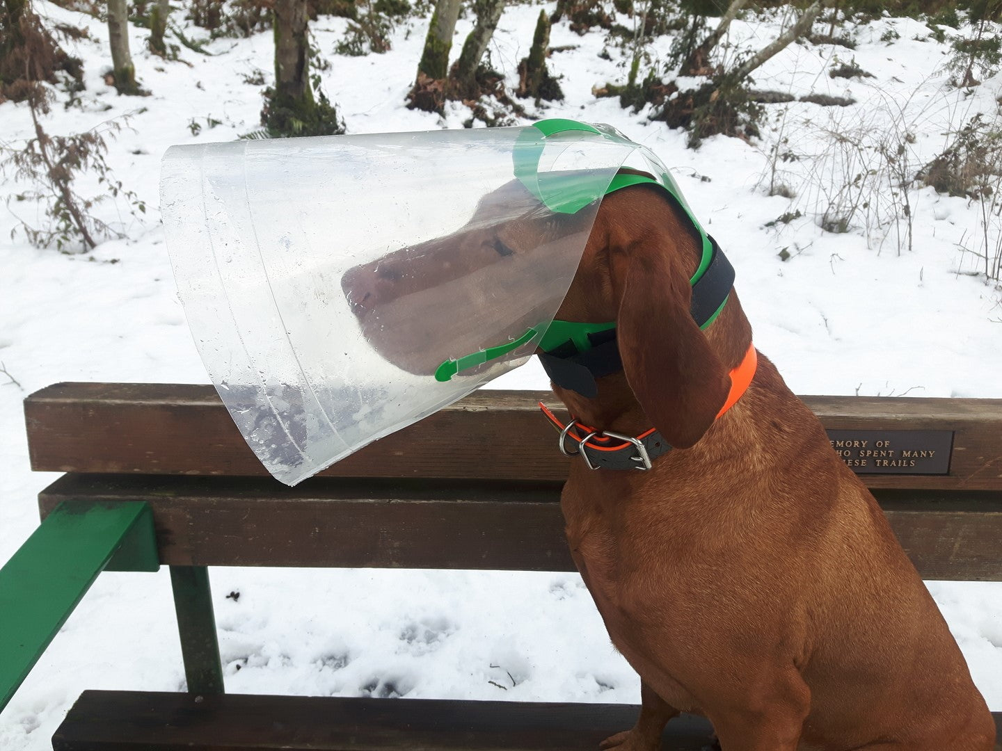 Dog  wearing Medium NovaGuard - Superior Alternative to the E-Collar or Buster Collar