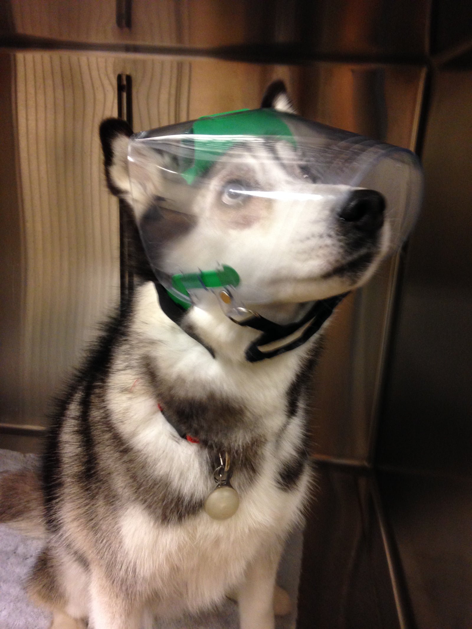 OptiVizor - Medium Clear UV for Dogs