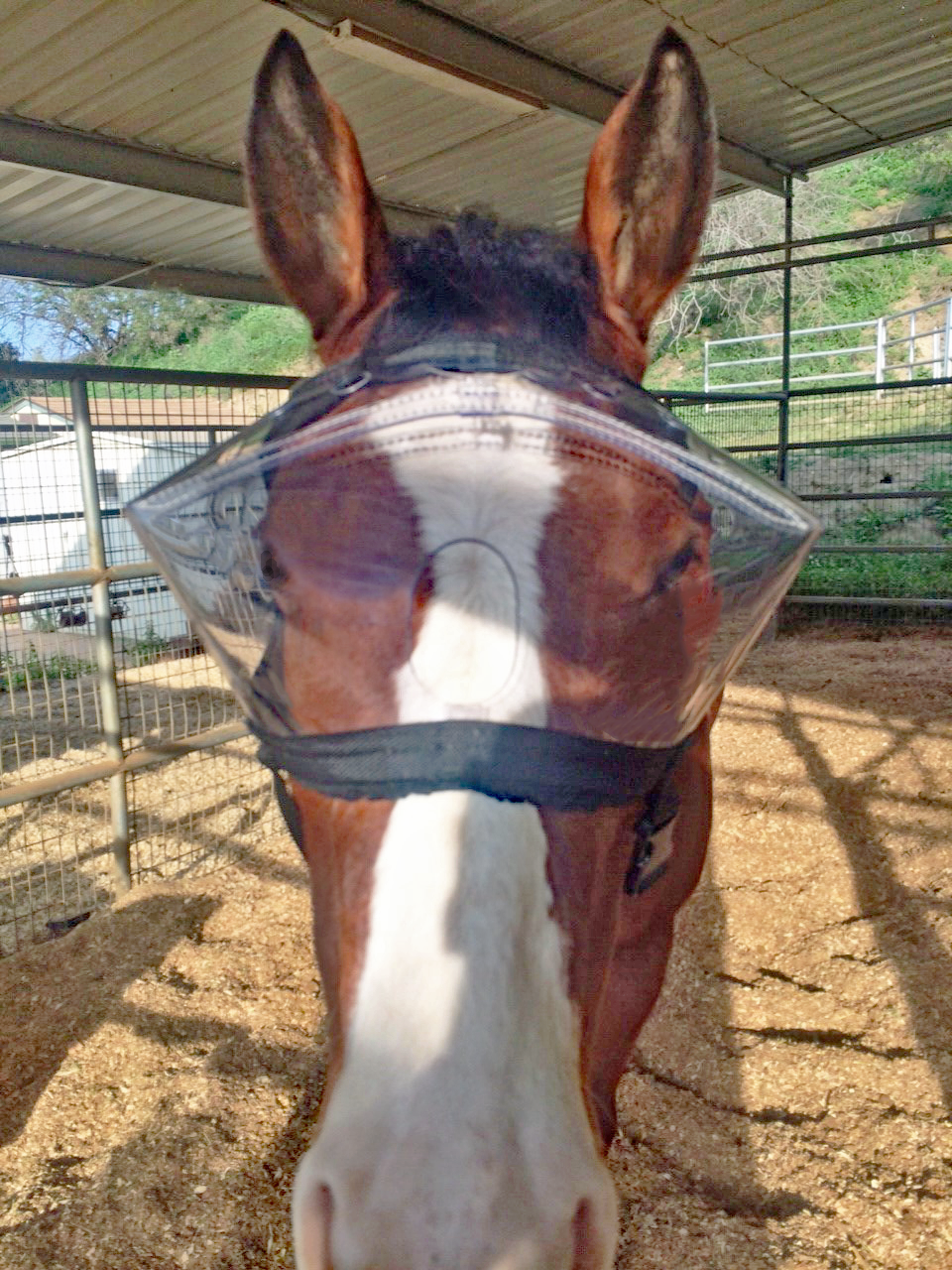 Recovery Vizor  - Medical UV Eye Protection for Horses - Protective Pet Solutions