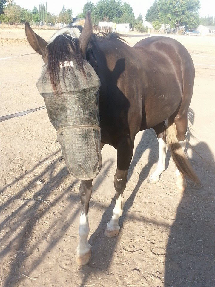 Horse in EquiVizor Fly Mask with Nose Protection - Protective Pet Solutions